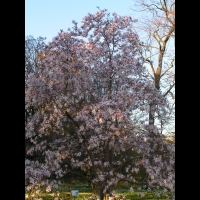 Magnolia Stellata (fam Magnoliacees) (Japon) (03)